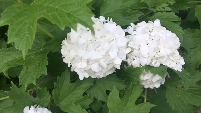 АТМОСФЕРНОЕ ВИДЕО🌸|•Flowers• смотреть онлайн
