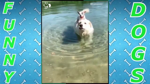 Подборка лучших приколов с собаками. Funniest Dog Video Compilation. смотреть онлайн