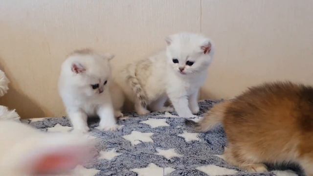 Британским котятам чуть больше месяца😊 смотреть онлайн