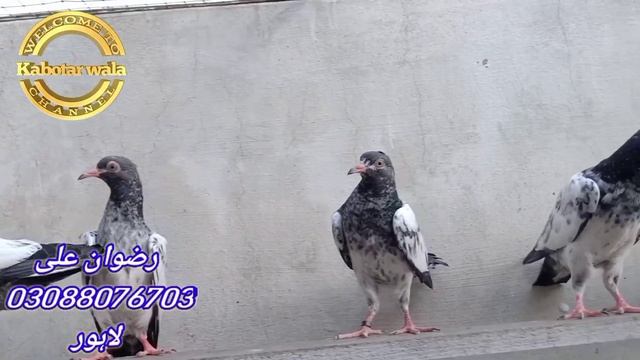 saith wale teddi royal teddi breeder baby pigeons lahore смотреть онлайн