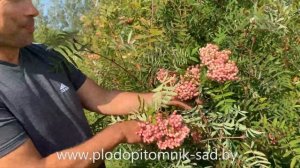 Рябина сладкоплодная сорт ПИНК ВЕЙЛ  Лечит от всех болезней.