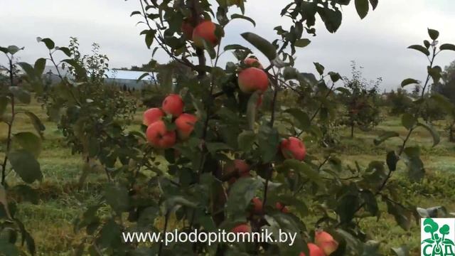 Яблоня сорт Надзейны смотреть онлайн
