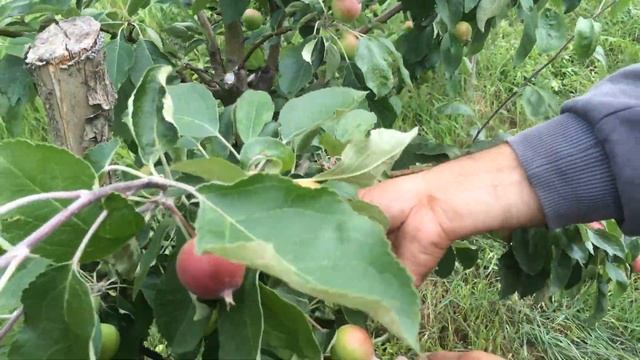 Яблоки крупные и красивые, как увеличить размер яблок на примере летнего сорта. смотреть онлайн