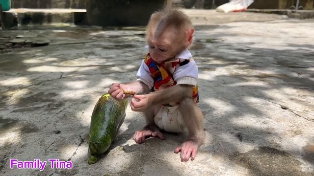 Baby Monkey Tina Discovered A Ripe Avocado And Called Her Mother