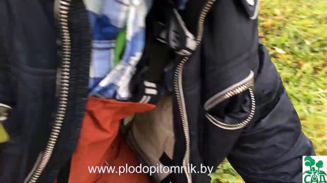 Яблоня сорт Фореле смотреть онлайн