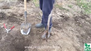 Посадка черешни и первоначальная обрезка. Советы при покупке черешни.