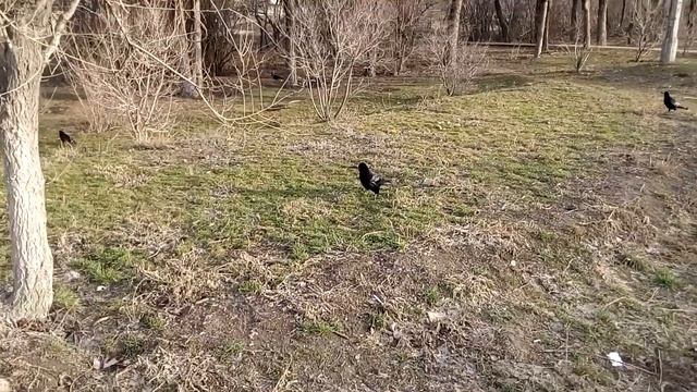 Грачи ходят ранней весной по молодой травке Rooks walk in early spring on young grass 早春白嘴鸦在幼草上行走 смотреть онлайн