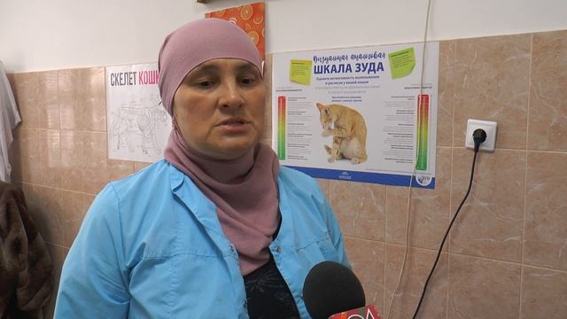 Обязательная регистрация и чипирование собак: что нужно знать владельцам