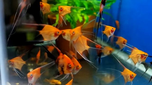 Koi and Sunset Angelfish смотреть онлайн