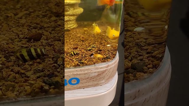 ну что посмотрим не большой обзор ? смотреть онлайн