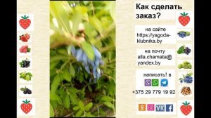 Ранние сорта жимолости мичуринской селекции: Вечный зов, Мичуринская Лада и Мичуринское Диво.