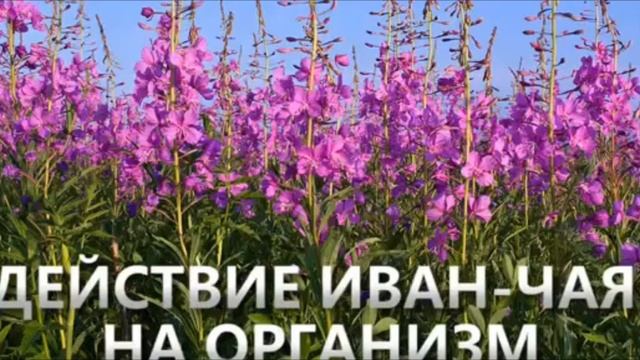 состав"ша'афа "иван чай смотреть онлайн