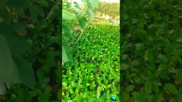 Coffee Plant For Next Year.growing Up.mass Salaction,yellow Captura, Burbon ,