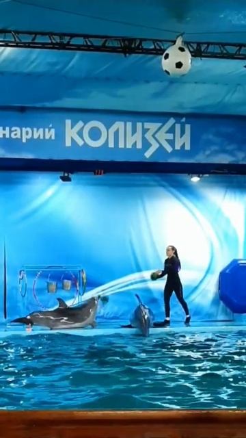 #shorts #дельфинарий #relax смотреть онлайн