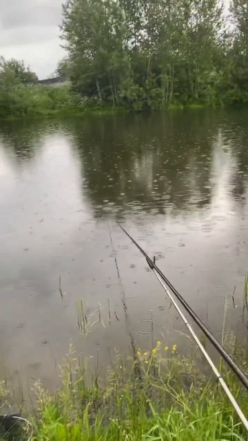 Вечерний выход на пруд #рыбалка #fishing #карп #карась #carpfishing #херабуна #рыба #командаУХ смотреть онлайн