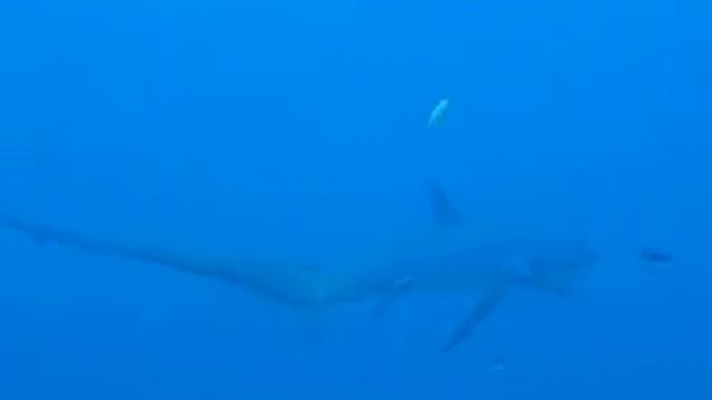 Thresher Shark смотреть онлайн