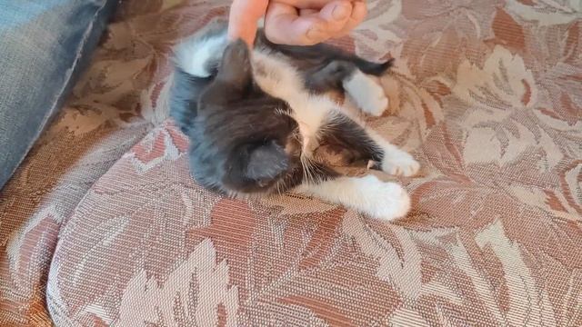Глажу маленького котенка. Пока котенок маленький, такой милый и прекрасный. смотреть онлайн