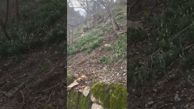 Ялта 💖💖💖 Подснежники 😃 смотреть онлайн