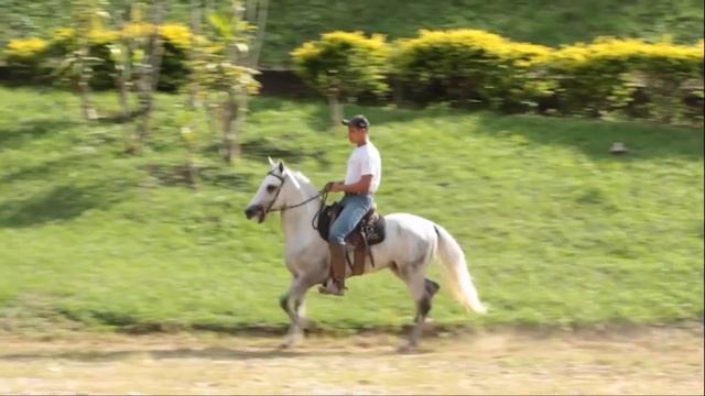 CAVALO DA SEMANA - QUIBROTHER E.A.O. - MANGALARGA MARCHADOR смотреть онлайн