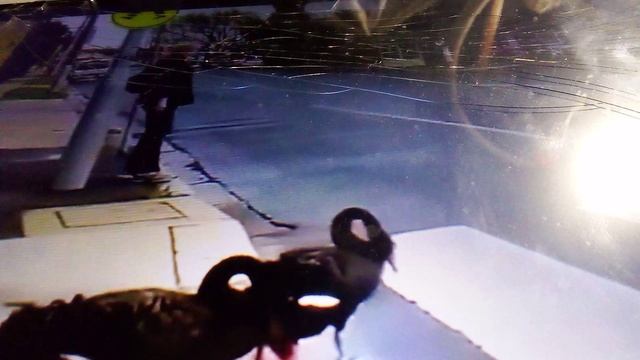 Гуси и лебеди переходят дорогу по пешеходному переходу. Очень интересное зрелище в мире.