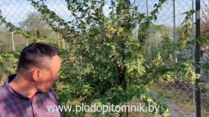 КОЛОННОВИДНАЯ ГРУША цветение и СМОРОДИНА в виде дерева, привитая на золотистую смородину.