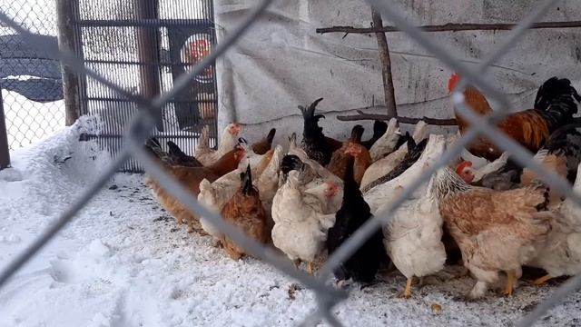 Приготовила чак-чак и навела порядок в коровнике