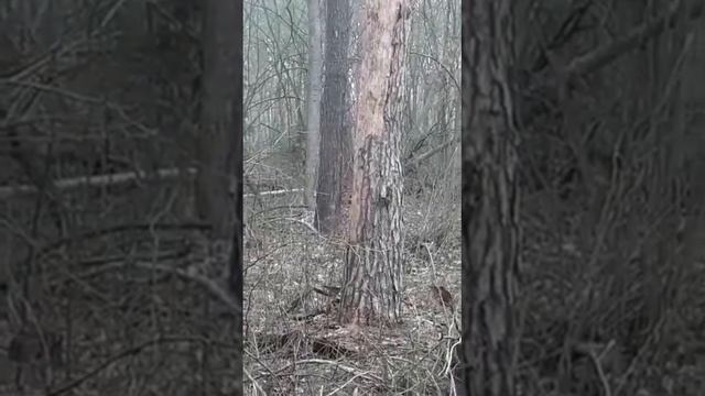 На ловца и зверь бежит. смотреть онлайн