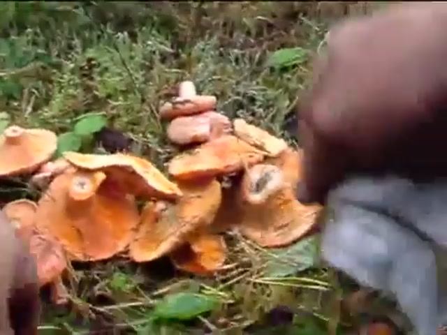 Рыжики - Mushrooms Redhead смотреть онлайн