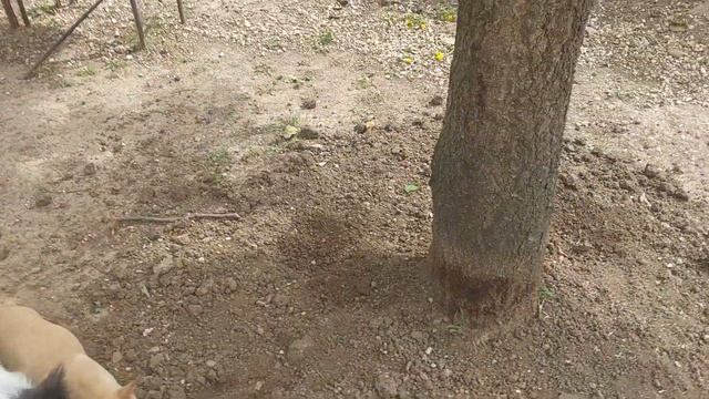НОВОСТИ ‼️ ПИТОМНИК ЧИХУАХУА И той-пудель мальтипу Кастропуло Крым купить щенка смотреть онлайн