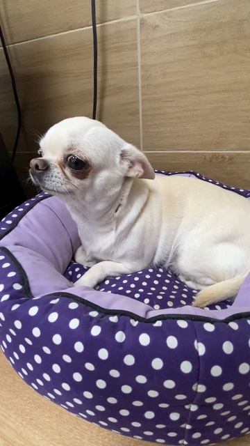 ЭРЮСЯ В МАГАЗИНЕ, МНОГО НЕЗНАКОМЫХ ЛЮДЕЙ