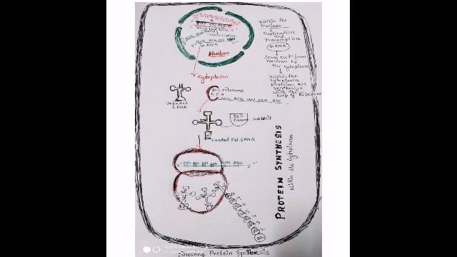 Protein synthesis Hindi English version смотреть онлайн