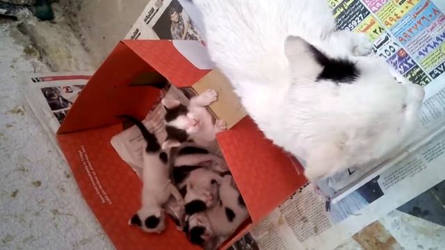 Sa pusang gala ;) INA ng 4 kittens смотреть онлайн