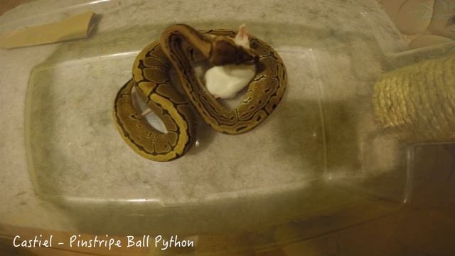 VLOG #3 | Snakes Feeding Time смотреть онлайн