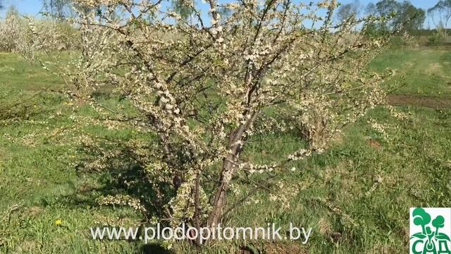 Формировка, обрезка алычи, сливы, вишни, черешни, абрикоса, персика кустом. смотреть онлайн