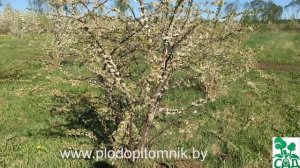 Формировка, обрезка алычи, сливы, вишни, черешни, абрикоса, персика кустом.