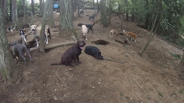 Animal Magnetizm Dog Daycare 9/1/15 G смотреть онлайн