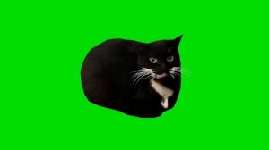 Maxwell The Cat Dancing Кот танцует хромакей, футаж для монтажа