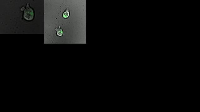 Specialized Gel Acts Like a Lymph Node смотреть онлайн