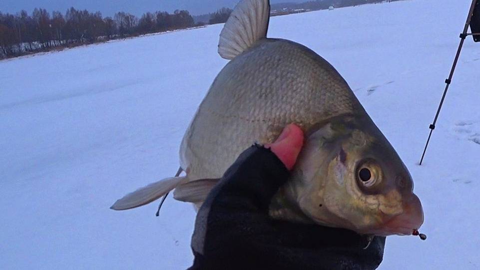 ЛЕЩ НА ТОНКУЮ ЛЕСКУ. смотреть онлайн