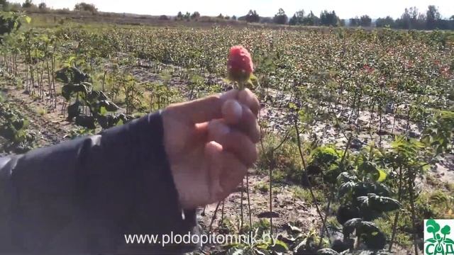 Малина сорт Маросейка смотреть онлайн