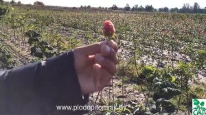 Малина сорт Маросейка