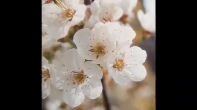 Prunus avium смотреть онлайн