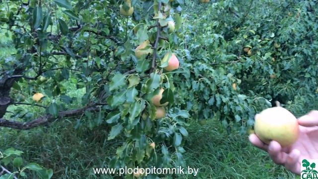 Груша сорт Память Яковлева смотреть онлайн