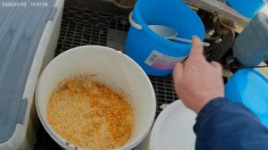 Ферментация стебля махорки