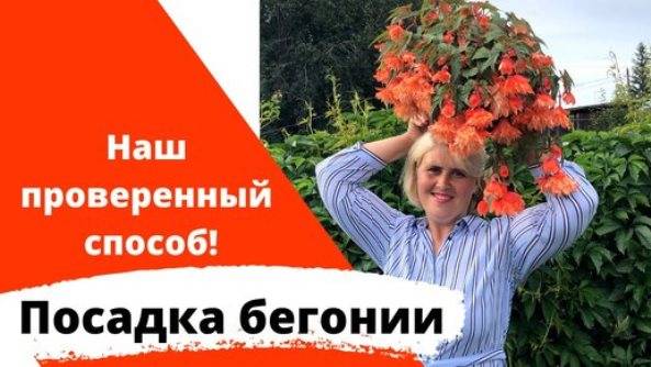 Посев бегонии. Самый простой способ! Успех гарантирован!
