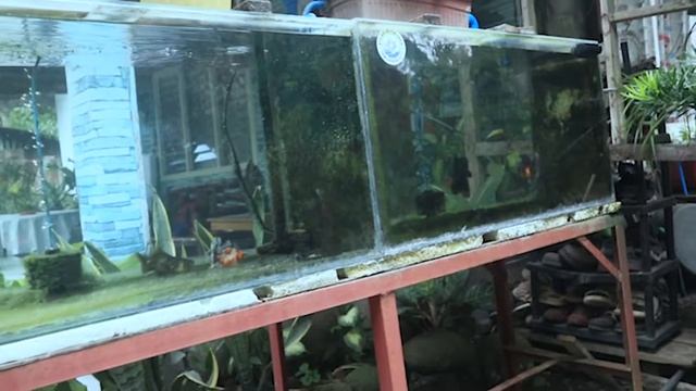 Part 2 - A Student | Breeder | Groomer ft. RFZ Goldfish Farm | Vlog # 12 | KEEPERS VLOG смотреть онлайн
