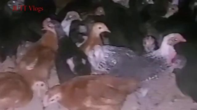 Golden Misri Chicks For Sale | 350 Gram Golden Misri Chicken Chicks For Sale | Golden Misri Farming смотреть онлайн