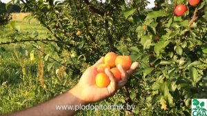 Алыча сорт Ветразь-2