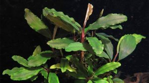 Буцефаландра «Купер Лиф Мелави» - Bucephalandra sp. «Copper Leaf Melawi»