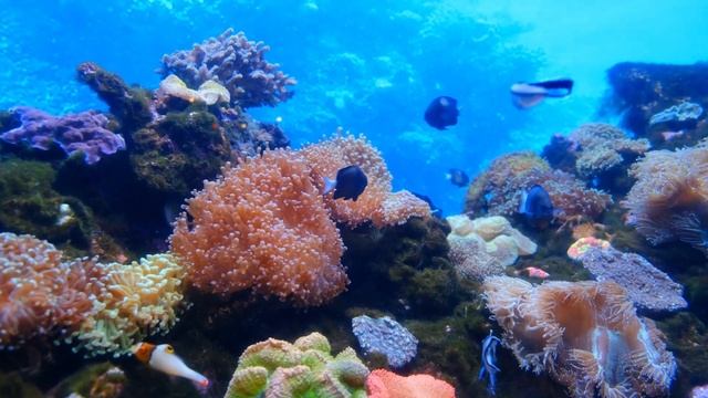 Рибки, Pisces, Рыбы | Релакс музика, Relax Music